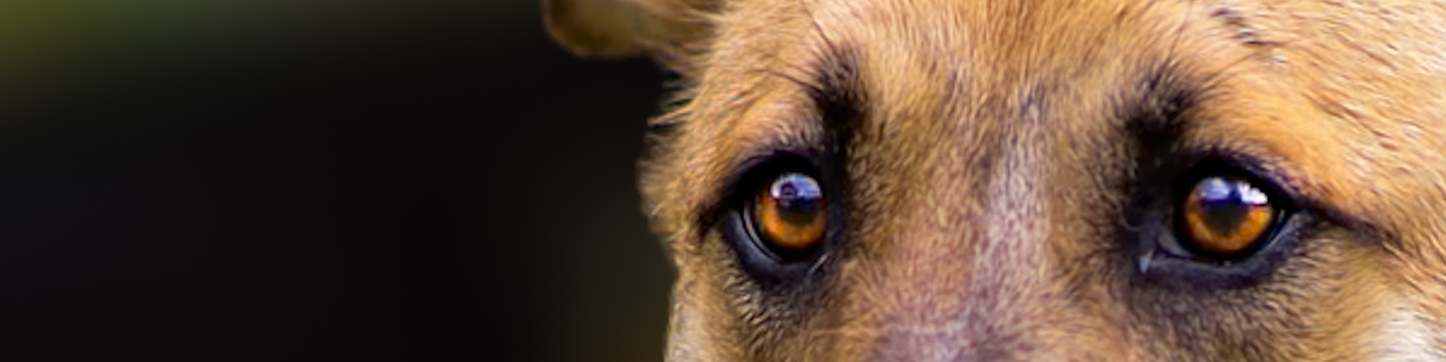 Stumme Brüder Stiftung