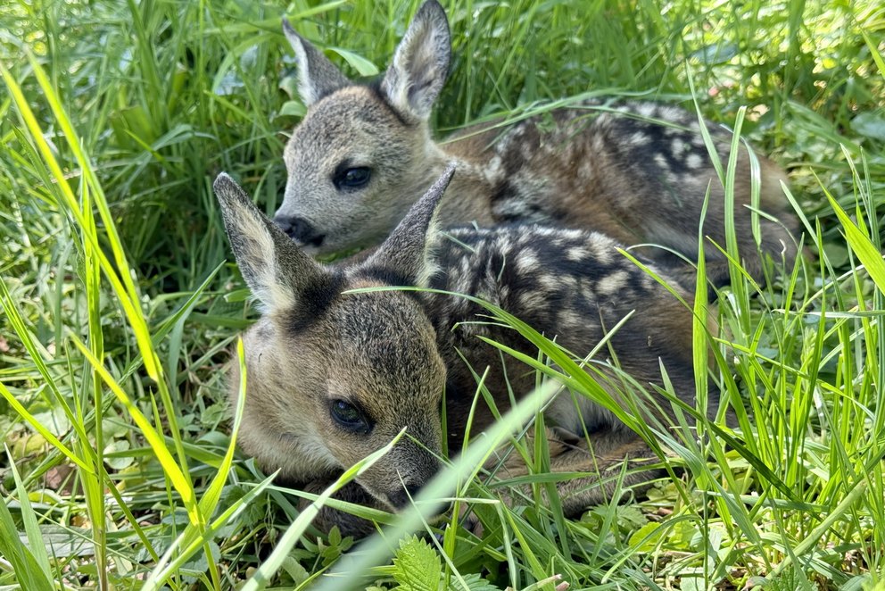Rehkitzrettung Wartau